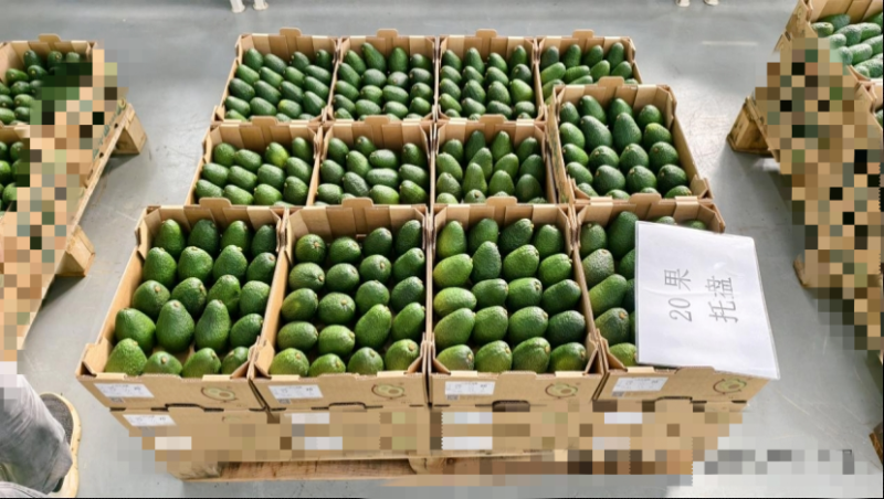 云南哈斯牛油果
