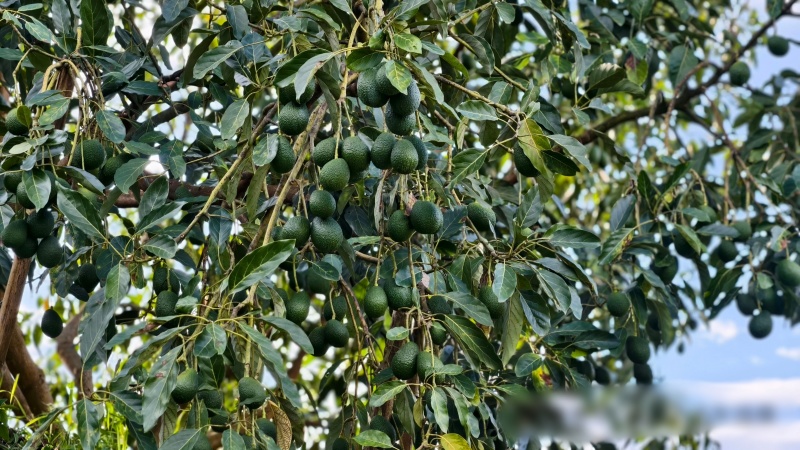 云南哈斯牛油果