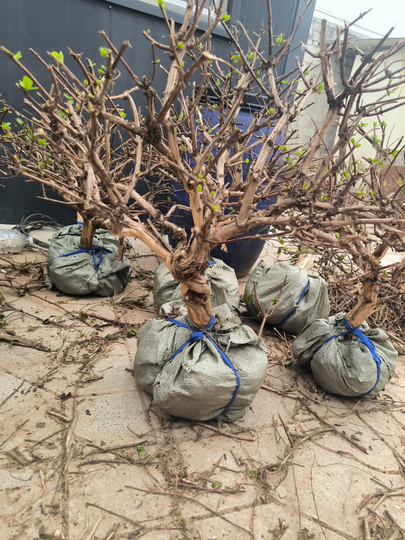 金银花树大量有货货源充足，各种规格都有