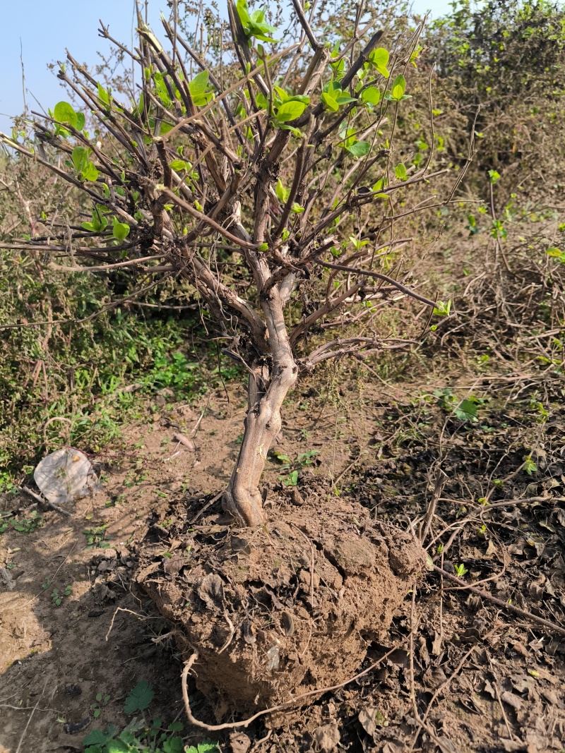 金银花树大量有货货源充足，各种规格都有