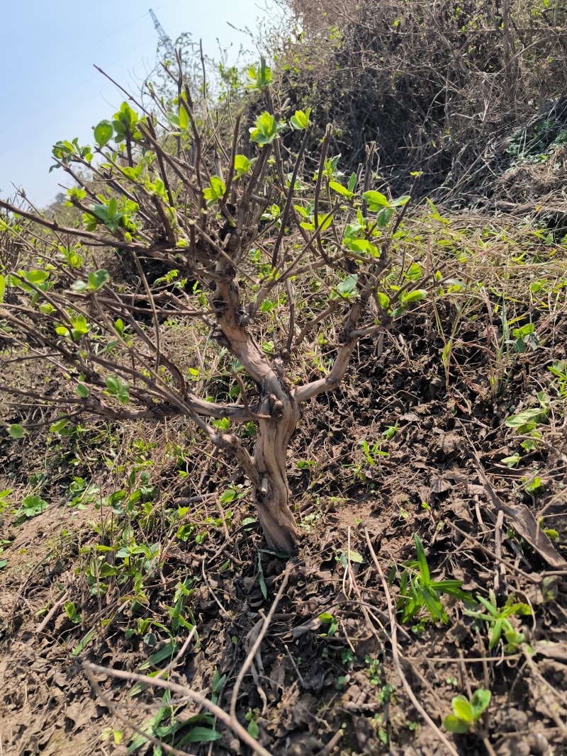 金银花树大量有货货源充足，各种规格都有