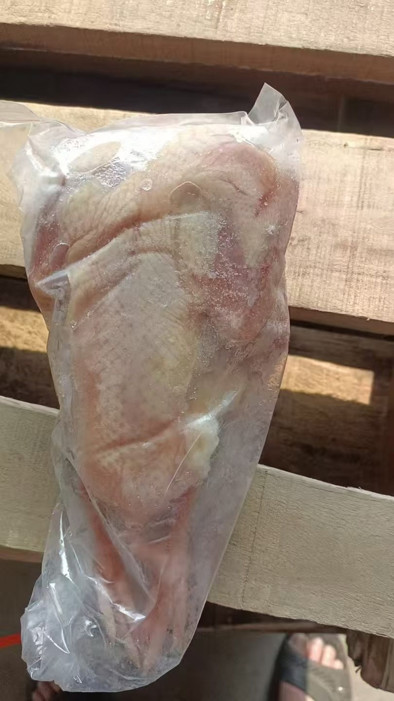 8两大乳鸽7月份的货低于目前市场价260一件