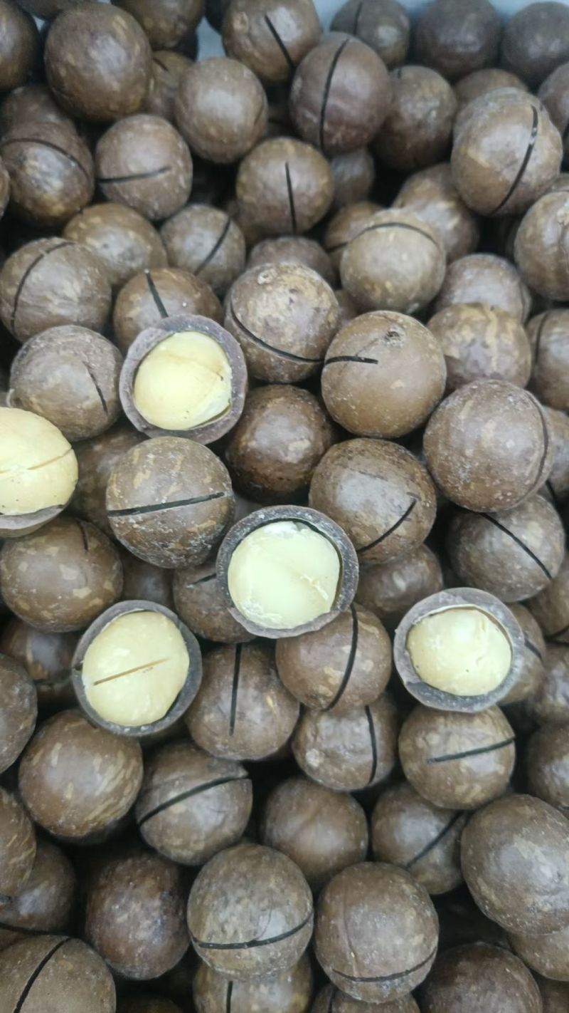 坚果2025年夏威果，商超，电商货大量供应，欢迎来电洽谈