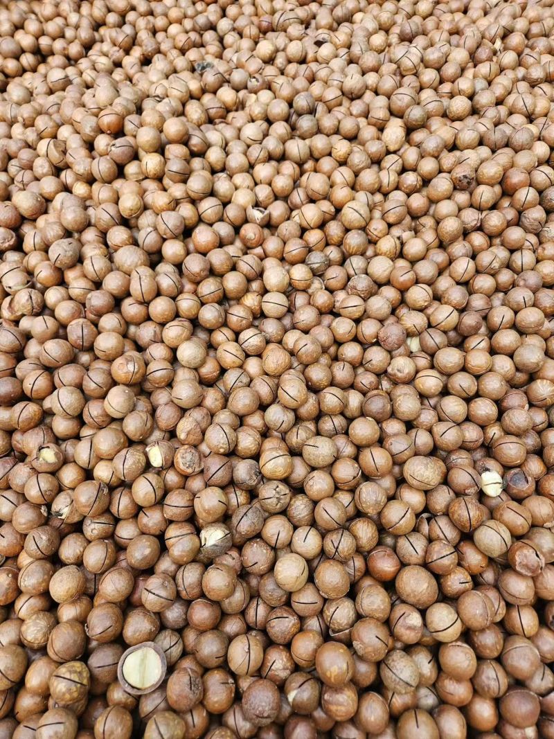 坚果2025年夏威果，商超，电商货大量供应，欢迎来电洽谈