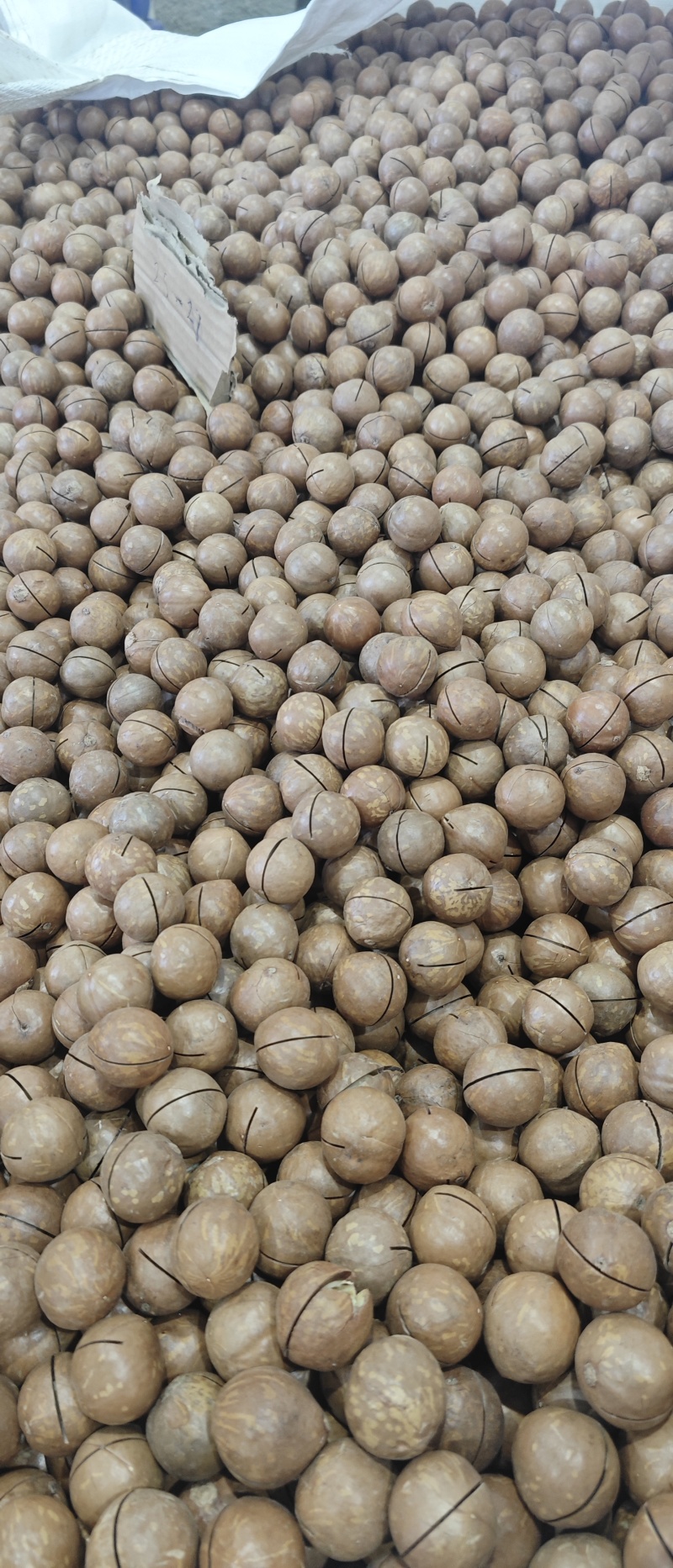 坚果2025年夏威果，商超，电商货大量供应，欢迎来电洽谈