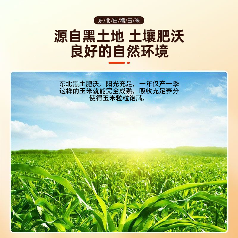东北2025真空包装白糯玉米，软糯香甜**吃的白糯