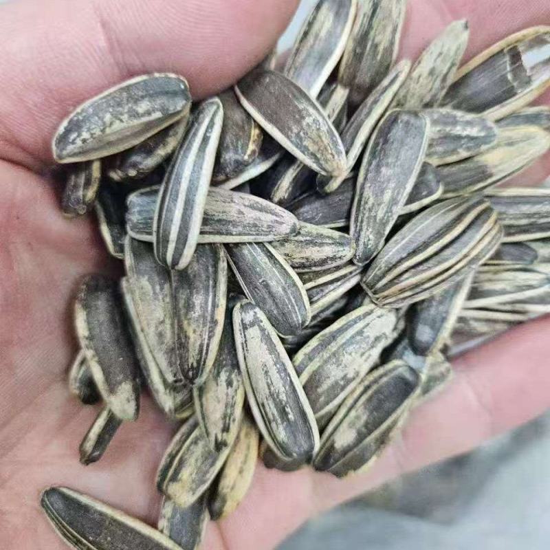 葵花籽有货价格便宜