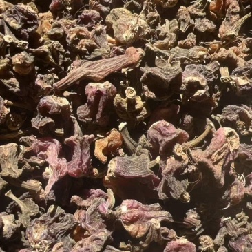 秋花独蒜兰