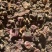 秋花独蒜兰
