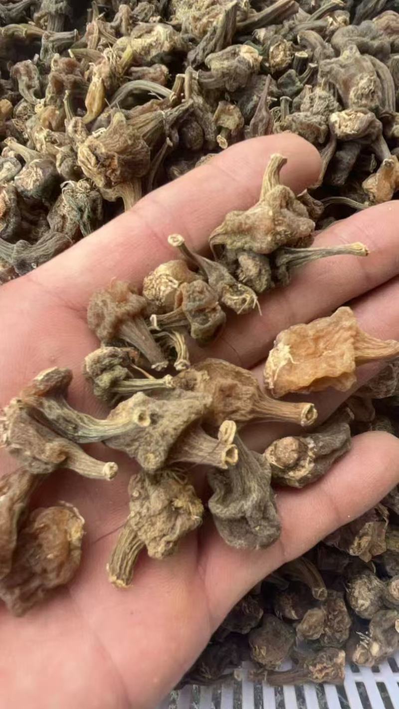 秋花独蒜兰