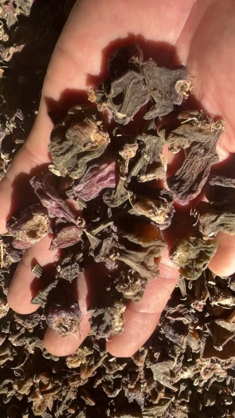 秋花独蒜兰