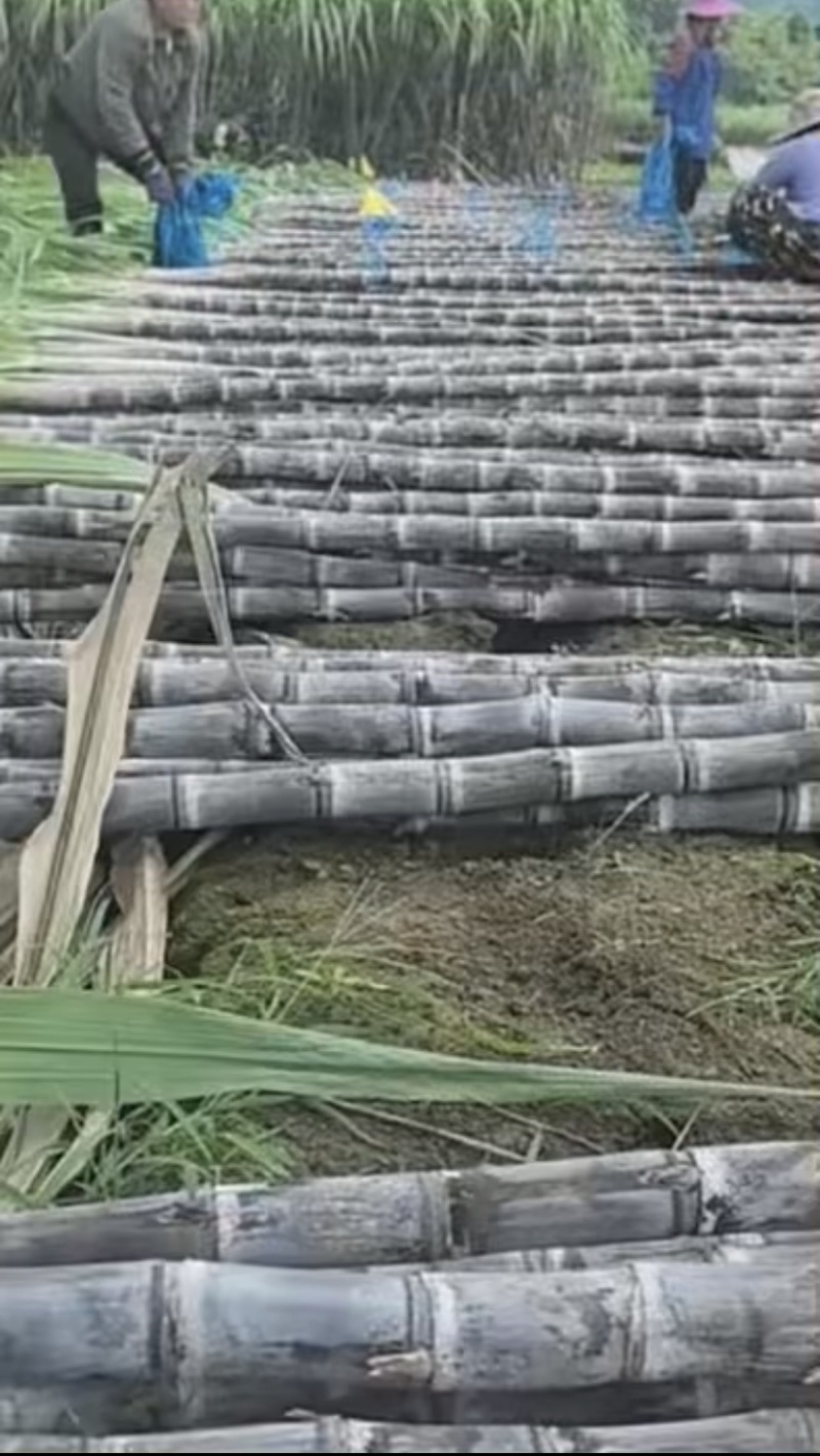 广西黑皮甘蔗批发当季新鲜现砍茎秆粗壮整捆起批产地直供量大优