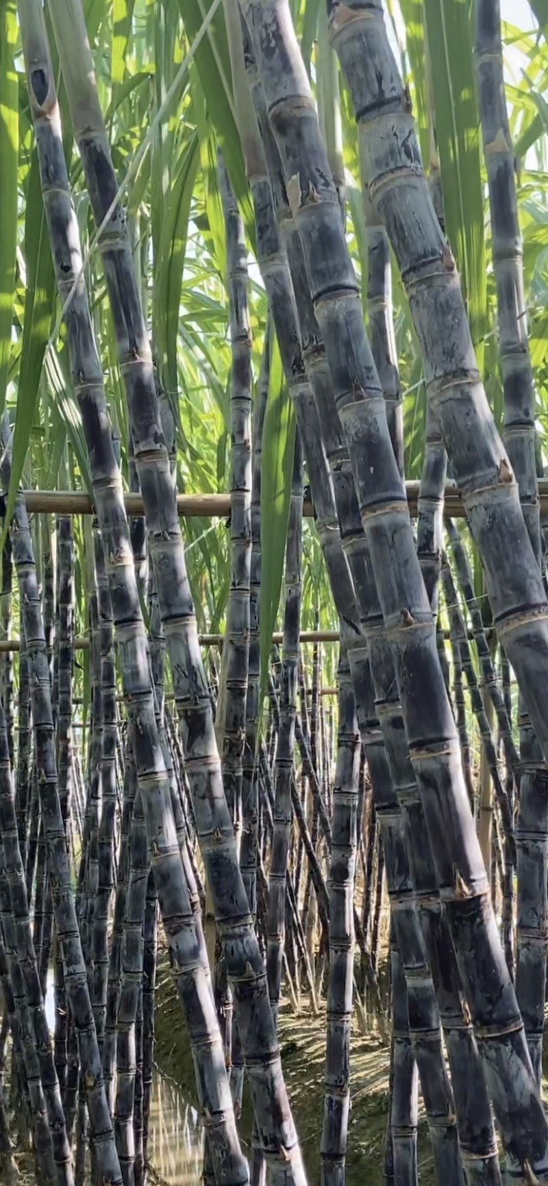 广西黑皮甘蔗批发当季新鲜现砍茎秆粗壮整捆起批产地直供量大优