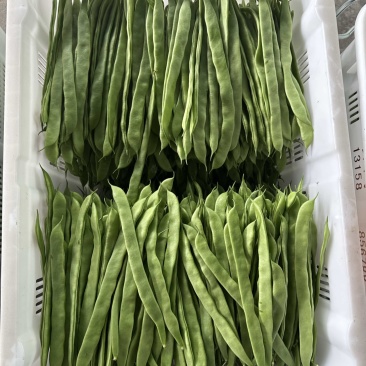 四川精品扁豆大量有货价格优美