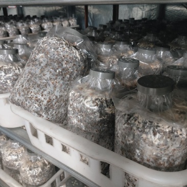 羊肚菌菌种山东基地直发货源充足保质保量可视频看货