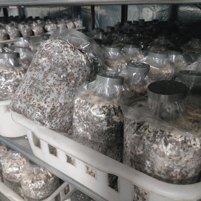 羊肚菌菌种山东基地直发货源充足保质保量可视频看货