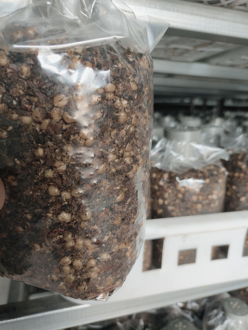 羊肚菌菌种山东基地直发货源充足保质保量可视频看货