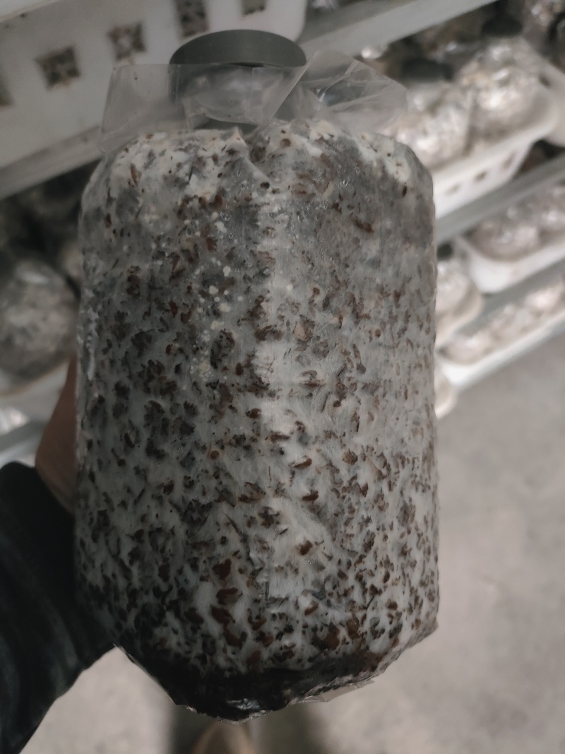 羊肚菌菌种山东基地直发货源充足保质保量可视频看货
