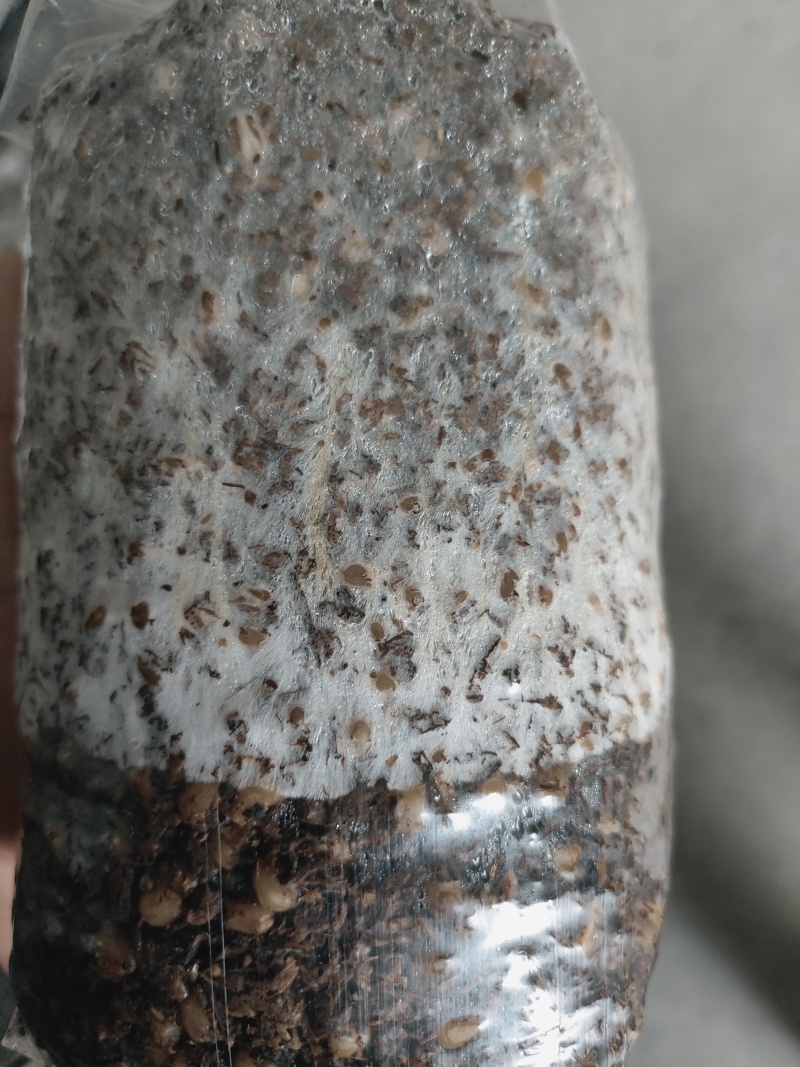 羊肚菌菌种山东基地直发货源充足保质保量可视频看货