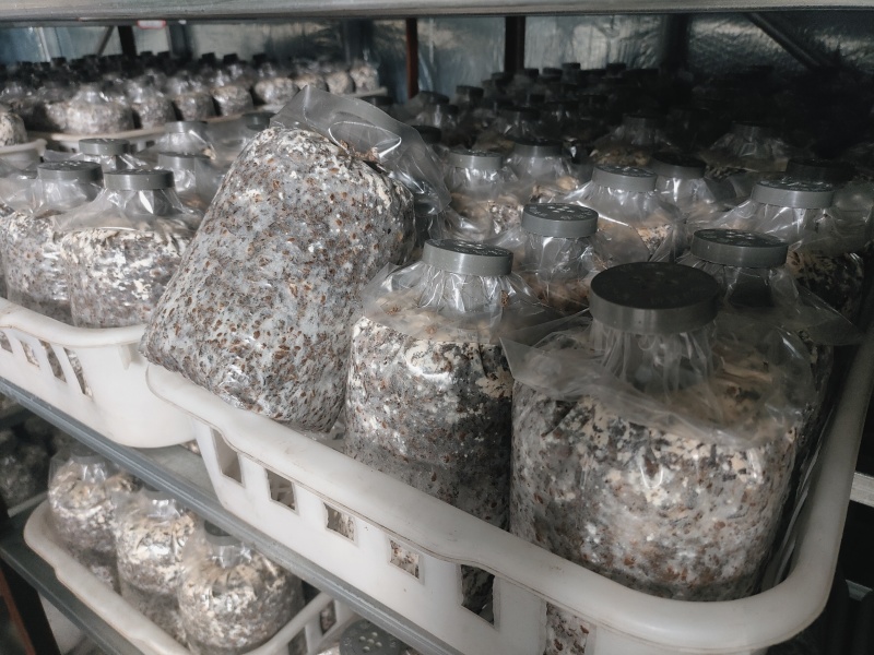 羊肚菌菌种山东基地直发货源充足保质保量可视频看货