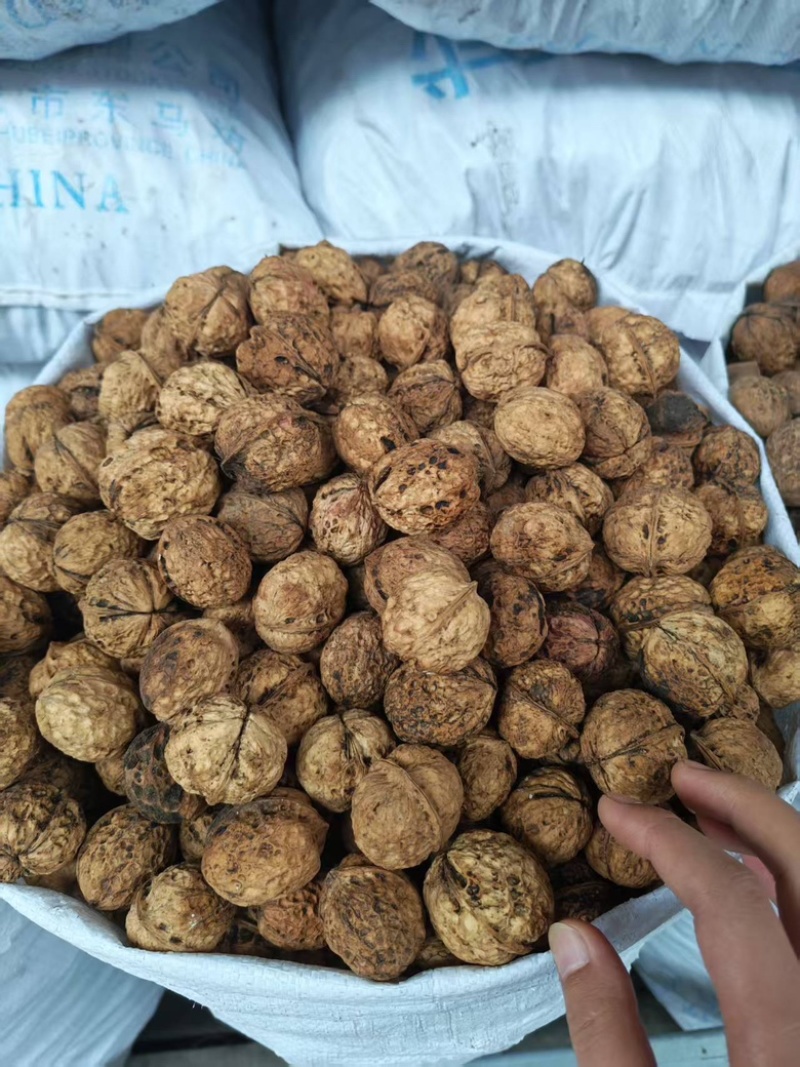 云南高山核桃，麻子核桃大泡果，大量现货，