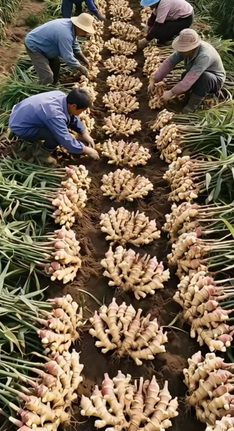 红芽鲜姜块头大杂质少产地一手货源保质保量价格便宜