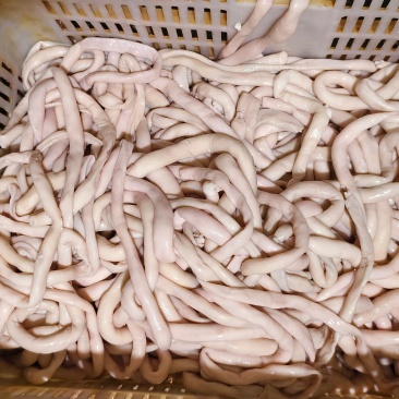 熟羊肠
