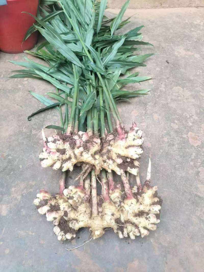罗平小黄姜