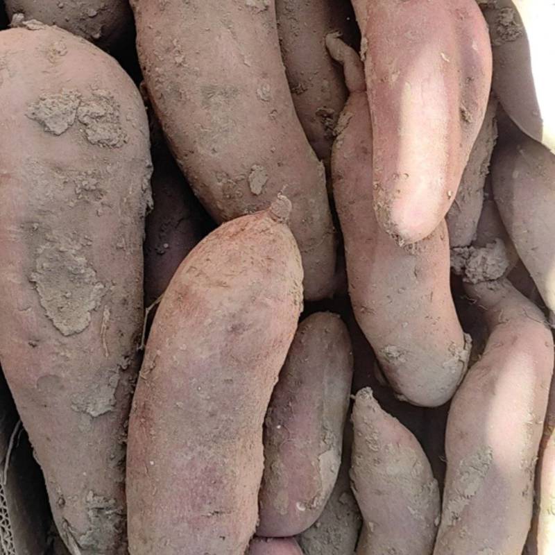 板栗薯