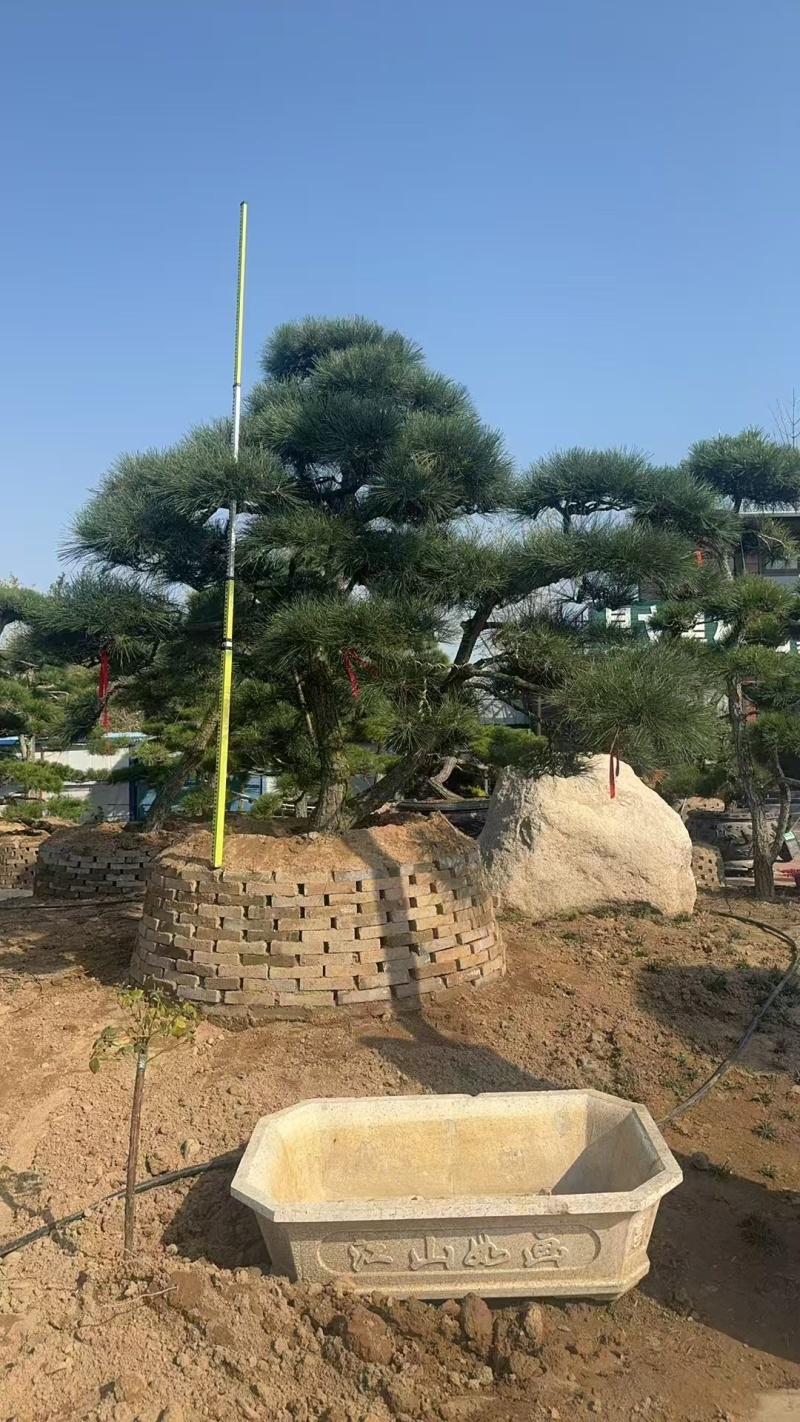 造型黑松15公分20公分25公分30公分35公分40公分