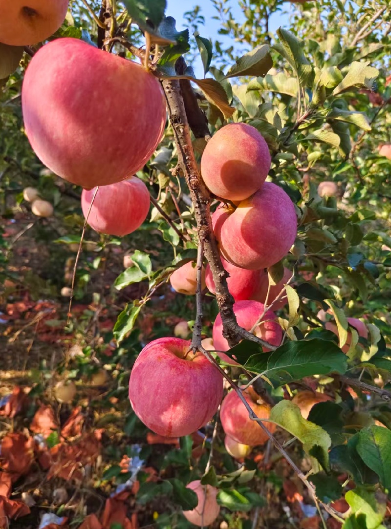 红富士苹果