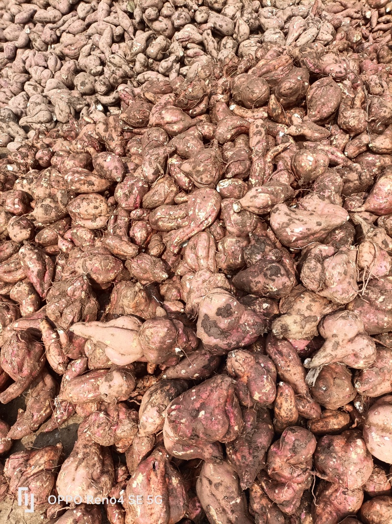 河南省确山县瓦岗丘陵地高淀粉红薯13白心