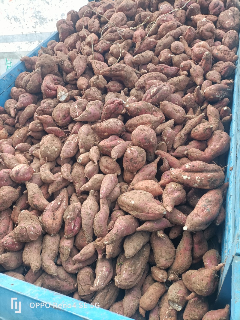 河南省确山县瓦岗丘陵地高淀粉红薯13白心