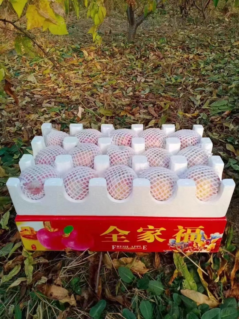 山西冰糖心红富士苹果，大量上市，产地直发，品质保证