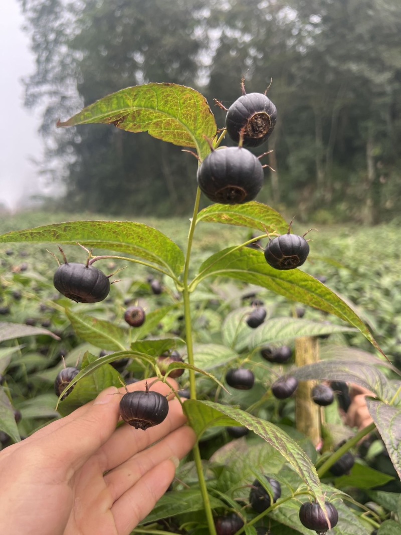 红果参