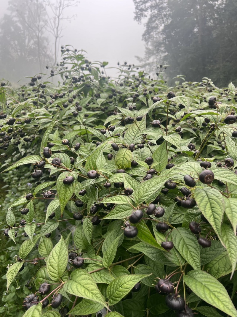 红果参