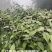红果参