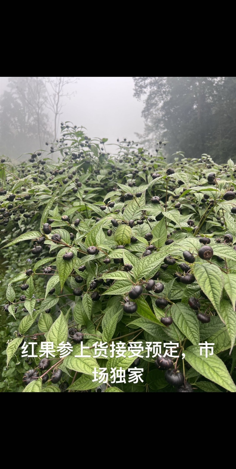 红果参