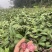 红果参