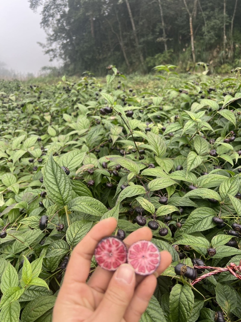 红果参