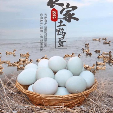 正宗微山湖散养麻鸭蛋土鸭蛋原生态红心鸭蛋0抗0激75g左右