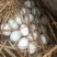 正宗微山湖散养麻鸭蛋土鸭蛋原生态红心鸭蛋0抗0激75g左右