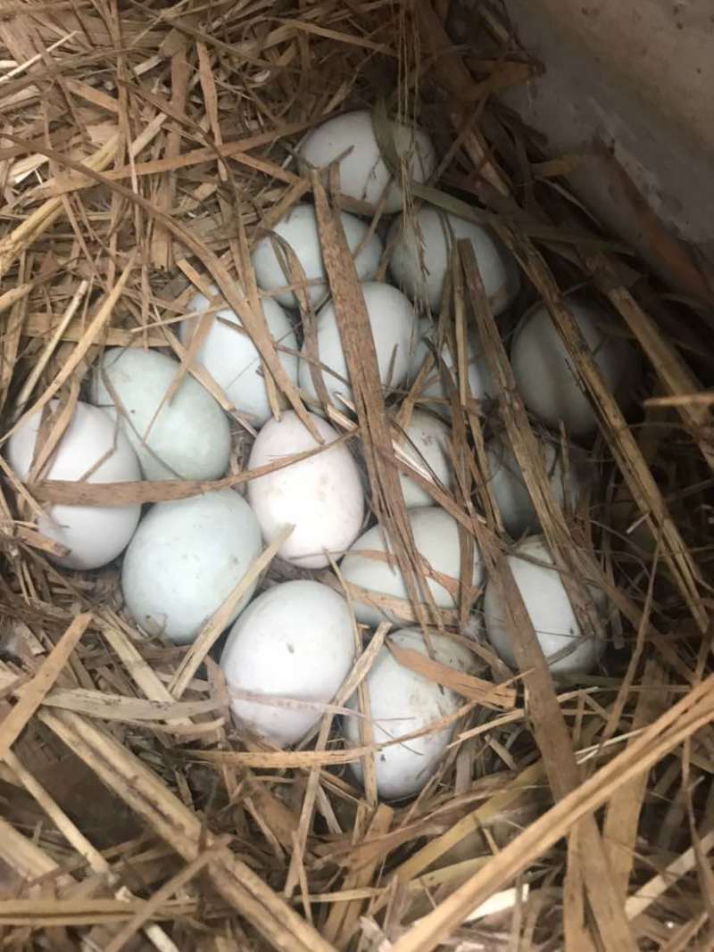 正宗微山湖散养麻鸭蛋土鸭蛋原生态红心鸭蛋0抗0激75g左右