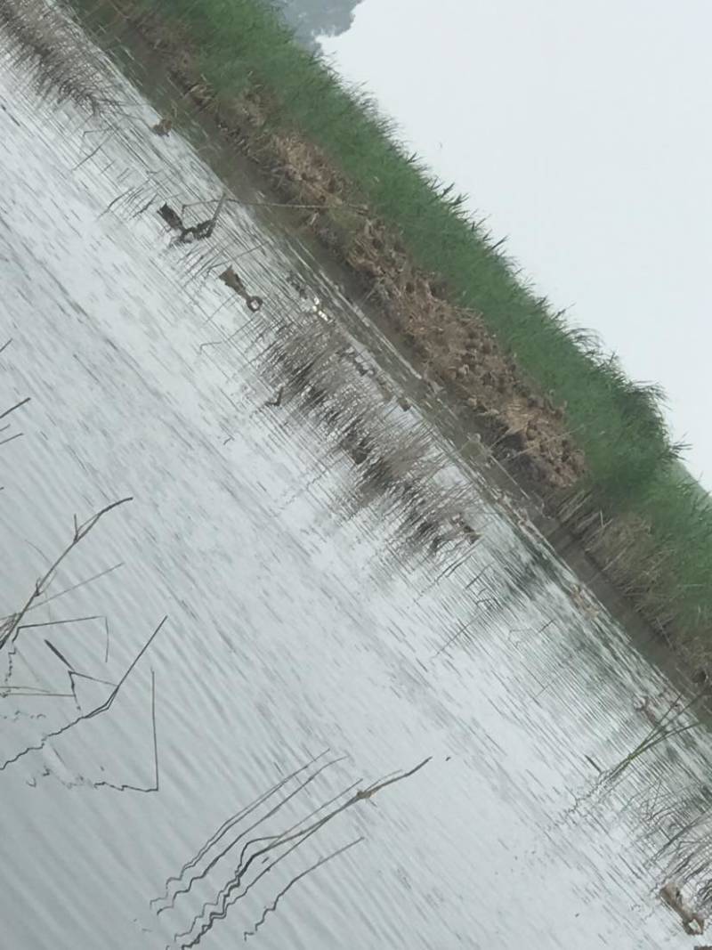 正宗微山湖散养麻鸭蛋土鸭蛋原生态红心鸭蛋0抗0激75g左右
