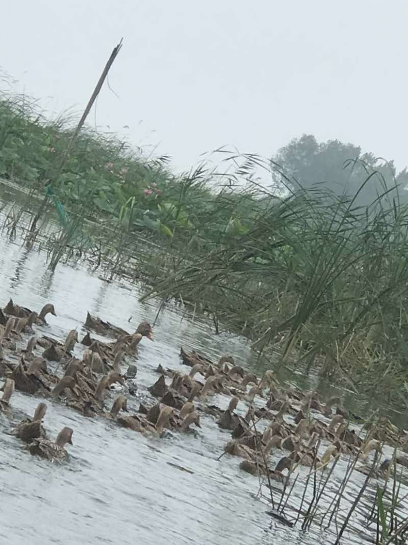 正宗微山湖散养麻鸭蛋土鸭蛋原生态红心鸭蛋0抗0激75g左右