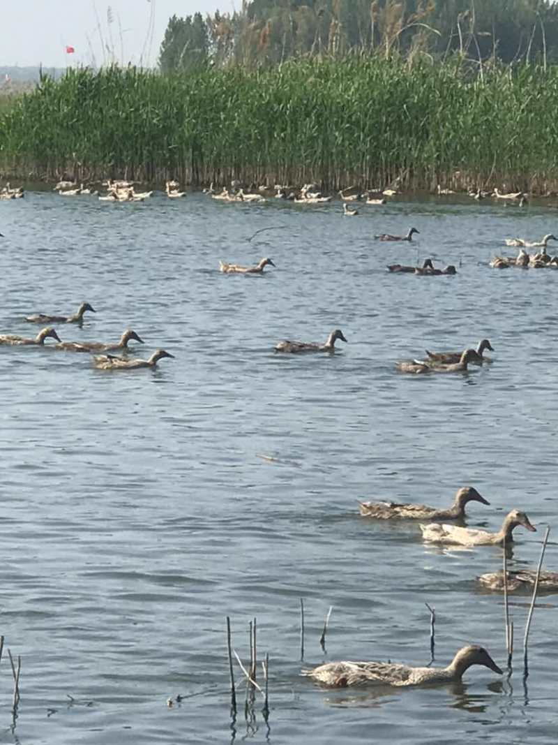 正宗微山湖散养麻鸭蛋土鸭蛋原生态红心鸭蛋0抗0激75g左右