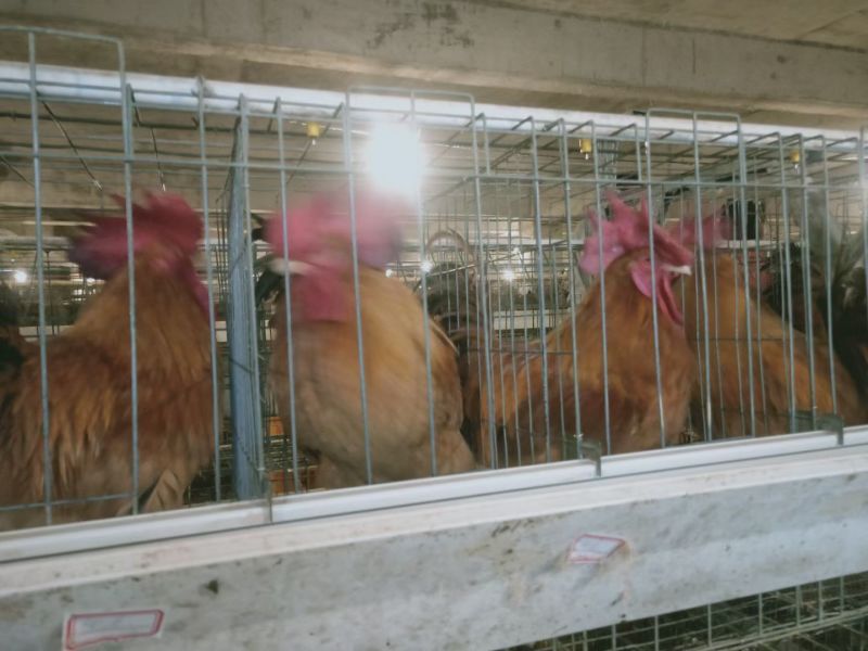 老公鸡有货出售价格实惠玉林装
