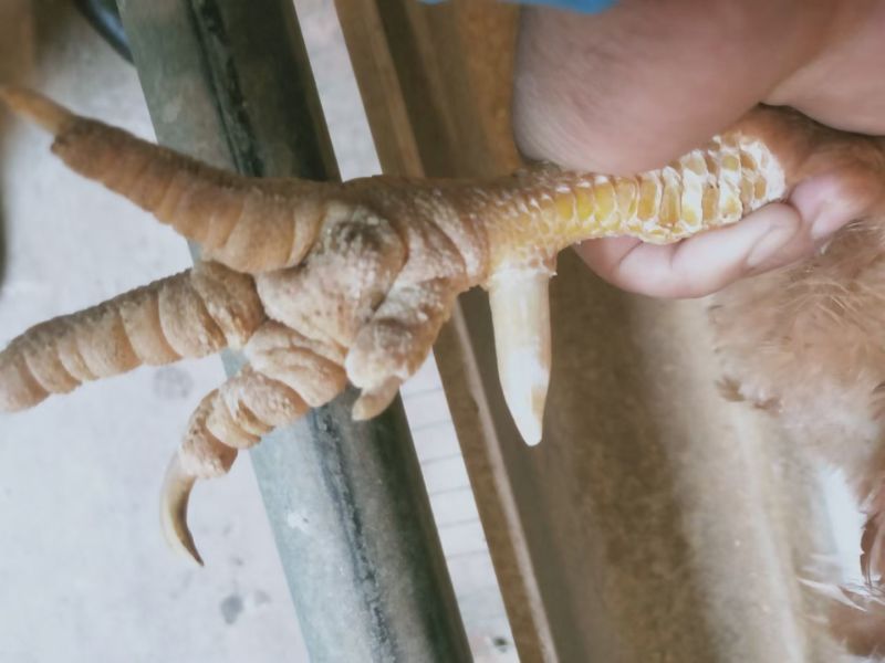老公鸡有货出售价格实惠玉林装