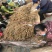 长白山新鲜人参批发产地直发吉林通化鲜参批发现挖现售