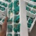 电商13天活珠子通货开袋即食独立真空包装
